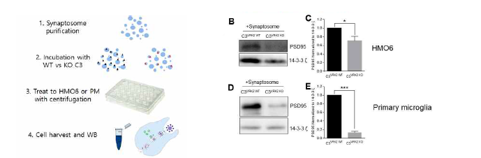 C3/PSD-95와의 결합정도 변화 분석 (adapted from Lee et al. 2019 Glia)