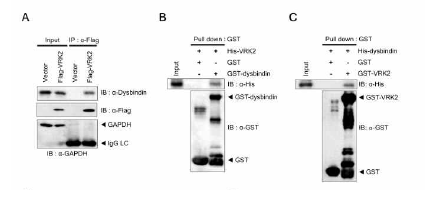 Dysbindin/VRK2와의 결합정도 변화 분석 (adapted from Jeong et al. 2018 J Neurochem)