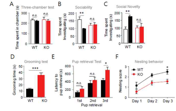 VRK3 유전자 결손 마우스의 사회성 측정 행동시험 (adapted from Kang et al. J Exp Med 2017)