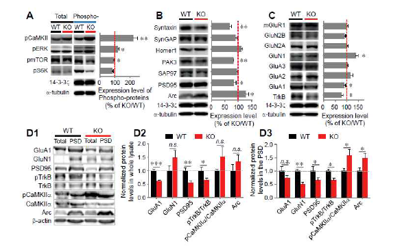 VRK3 낙아웃 마우스에서의 다양한 단백질 변화 분석 (adapted from Kang et al. J Exp Med 2017)