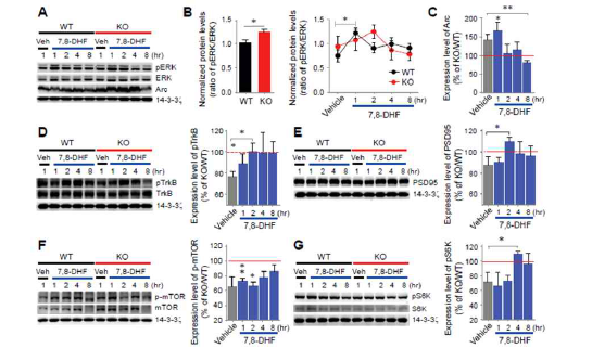 TrkB 조절물질 검증 (adapted from Kang et al. J Exp Med 2017)