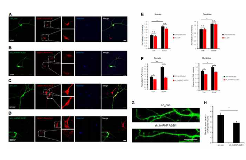 hnRNA A2/B1에 의한 GluA1 mRNA 국소적 번역에 의한 수상돌기 형성 변화 확인 (adapted from Jung et al. Sci Adv 2020)