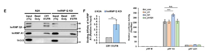 hnRNP Q와 hnRNP A1 5’UTR-cofilin 결합 위치 분석 (adapted from Jung et al. Sci Adv 2020)