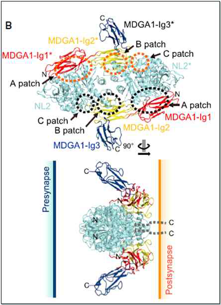 자폐 연관 시냅스 막 단백질인 MDGA1-neuroligin-2 복합체 구조 결정 (adapted from Kim et al., 2017 Neuron)