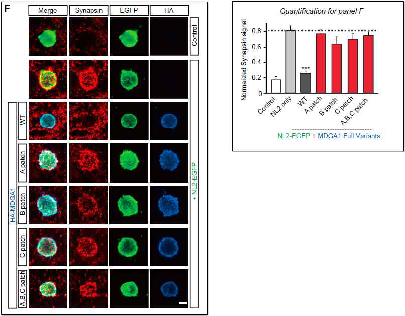 MDGA1/neuroligin-2 복합체는 Neuroligin-2에 의한 시냅스 생성을 음성적 으로 조절함. 결합에 필요한 핵심 잔기들을 변형시킬 경우 음성적 효과가 사라짐 (adapted from Kim et al., 2017 Neuron)