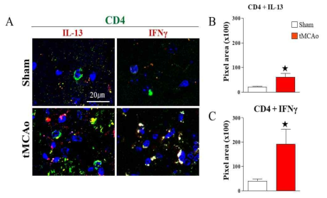 뇌졸중(tMCAO) 1주 후 선조체에서 CD4+ T 세포내 IL-13/IIFN-γ 발현 증가 확인