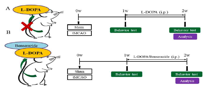 뇌졸중(tMCAO) 후 L-DOPA의 운동기능 및 도파민 시스템 변화 분석 실험 모델