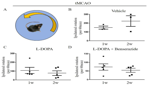 뇌졸중(tMCAO) 후 L-DOPA의 운동기능 회복 효과 분석