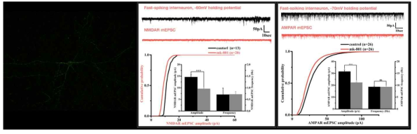 NMDA 수용체 기능저하 모델 확립 및 전기생리학을 통한 시냅스 분석. Primary cortical neuronal culture에서 형광표지 된 PV-IN (좌), mk-801 처치 culture그룹에서 PV-IN의 NMDAR (중) 및 AMPAR (우) 전류 감소