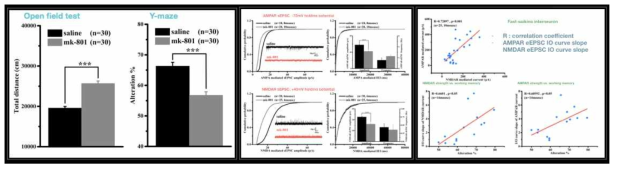mk-801 처치에 의한 마우스의 행동변화. MK-801 처치 그룹에서 과-운동성 및 단기기억 장애 발생. MK-801 처치한 전전두엽 뇌 조직절편 PV-IN의 NMDAR 및 AMPAR 전류감소. 전전두엽 뇌조직 절편 PV-IN의 NMDAR 및 AMPAR 전류와 개채의 단기기억 행동 특성지수간의 상관관계
