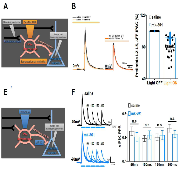 광유전학 기술을 이용 parvalbumin 억제성 신경세포 특이적으로 억제 혹은 흥분하면서 흥분성 신경세포 (pyramidal neuron)에서 억제성 시냅스 전도를 측정 및 분리하여 기록