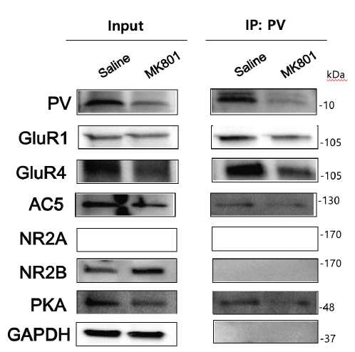 Western blot 및 Co-IP 실험 기법으로 parvalbumin 발현 억제성 신경세포내의 시냅스 분자기전 단백질들을 정량 분석