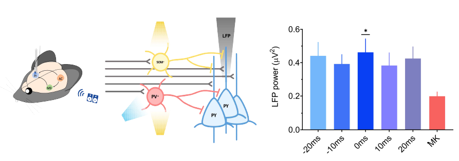 PV-발현 억제성 신경세포 특이적으로 광유전학 기술로 활성을 제어함. 이를 통해 신경네트워크 E/I 균형을 회복함으로 집단적 활동성 LFP power가 회복함을 보여줌