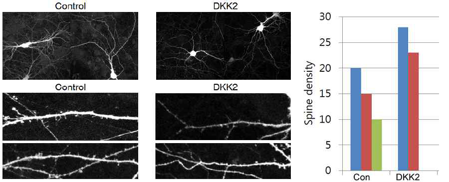 DKK2 과발현에 의한 수상돌기 spine의 증가