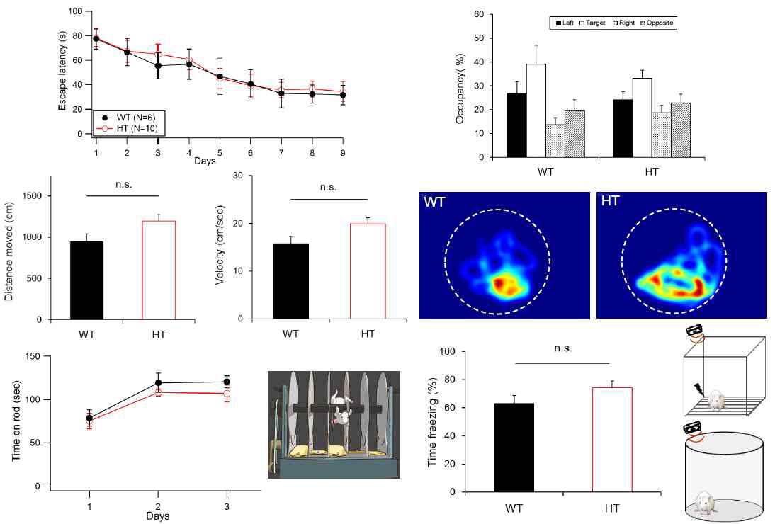 정상쥐와 DKK2 heterozygous mutant mouse의 Morris water maze, rota-rod, fear conditioning performance