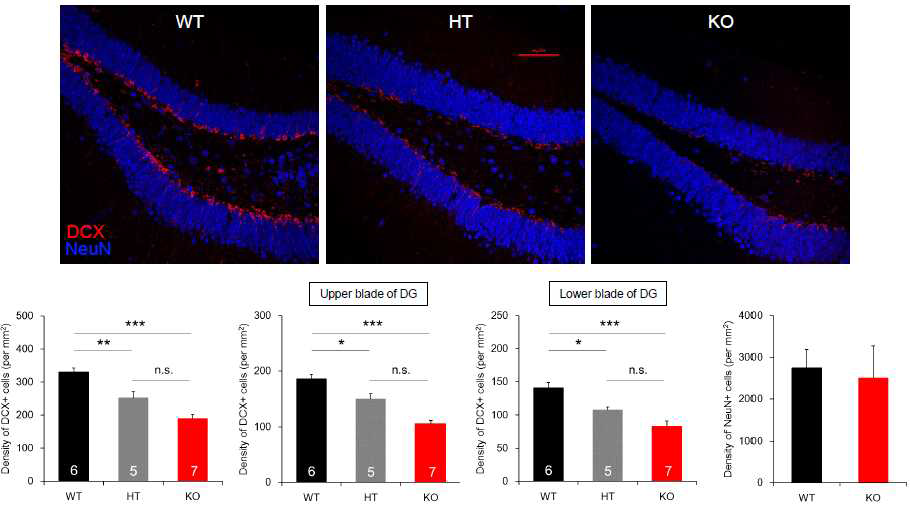 DKK2 WT, HT, KO마우스의 DG에서 DCX를 발현하는 immature neuron의 분포