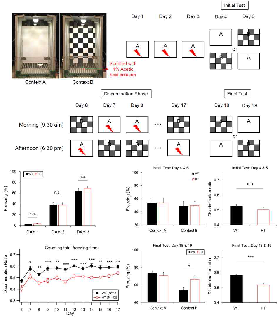 DKK2 heterozygous mutant 마우스에서 저하된 패턴분리 기능