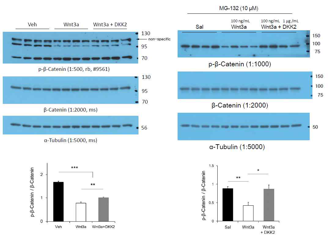 HT22 cell (왼쪽)과 마우스 hippocampal slice에서 Wnt3a에 의한 β-catenin 활성화와 DKK2에 의한 Wnt3a 작용 억제