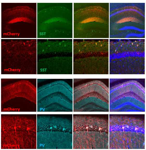 DiO-mCherry와 SST-Cre (상) 또는 PV-Cre (하)를 발현하는 AAV 주입에 의해 표지된 해마 CA1 억제성 신경세포