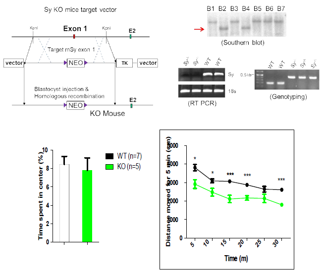 신경접착단백 Sy KO 모델에서 Open field test. Sy KO 마우스의 경우 field 바깥으로 나가려는 움직임이 저하됨