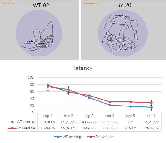 바이오타입 3 신경접착단백 Sy KO 모델에서 Morris water maze test. Sy KO 마우스는 probe에 도달하는 시간이 길어짐