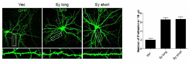 Sy 과발현에 의해 해마 신경세포의 수상돌기(dendritic spine)의 수가 증가