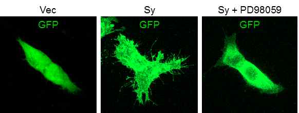 Sy의 과발현에 의해 HEK 세포주에서 filopodia 형성이 증가하고 ERK signaling 억제제 (PD98059)에 의해 억제됨