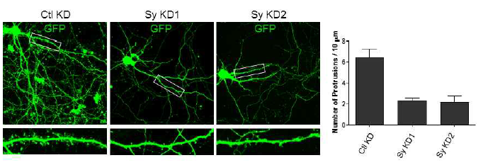 Sy knockdown 바이러스 발현에 의해 해마 신경세포의 수상돌기 수가 감소함