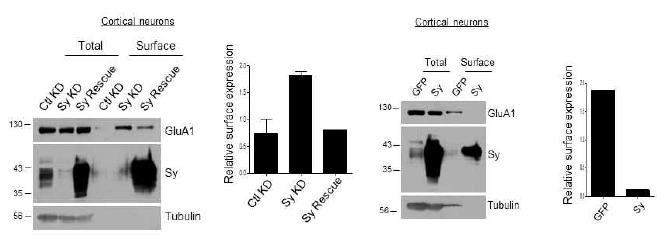 Sy에 의한 cell surface AMPA receptor 조절. Sy knockdown에 의해 cortical neuron 표면 AMPA 수용체수가 증가하고 과발현에 의해 감소