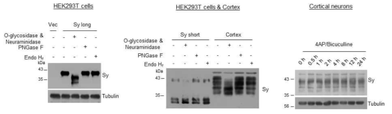 Sy 단백의 O-글리코실화 및 activity-dependent modification. Sy 단백은 massive하게 O-글리코실화되어 있으나 N-글리코실화는 되지 않아 대부분 mature하게 시냅스 표면에 존재함을 알 수 있음. 또한 이러한 modification은 신경 활성도와는 무관하게 일어남