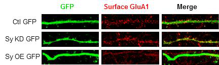 Sy에 의한 cell surface AMPA receptor 발현 조절. Sy knockdown에 의해 cortical neuron 표면 AMPA 수용체수가 증가하고 과발현에 의해 감소