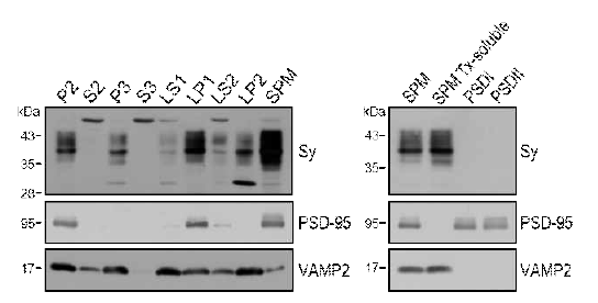 Sy의 brain 조직에서 subcellular distribution. LP1(synaptosomal membrane), SPM(snaptic plasma membrane)에 특히 enrich되어 있으나 PSD 분획에는 존재하지 않음. 이는 Sy가 시냅스 표면 중 extrasynaptic region에 주로 분포함을 시사함