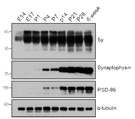 발달과정 단계에 따른 Sy 발현 변화. Sy 단백은 embryo시에도 발현되며 태어나서 3주 즉 성체가 될 때까지 계속 증가하고 이후에 plateau를 이룸. 이러한 발현 양상은 시냅스 수상돌기 발달과정과 매치됨