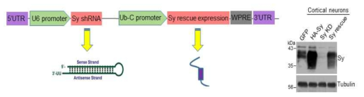 신경회로 및 시냅스 기능/구조 변형 회복을 위한 rescue 바이러스 제작