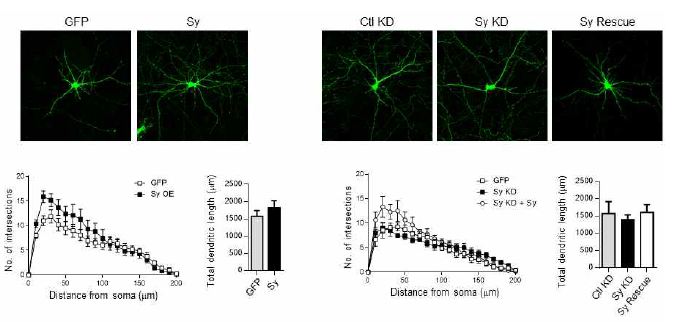 Sy rescue 바이러스에 의한 신경 시냅스 구조 변형 회복. Sy 과발현으로 dendrite arborization이 증가하였고 knockdown에 의해 감소하였음. 감소한 가지는 rescue 발현으로 회복 됨
