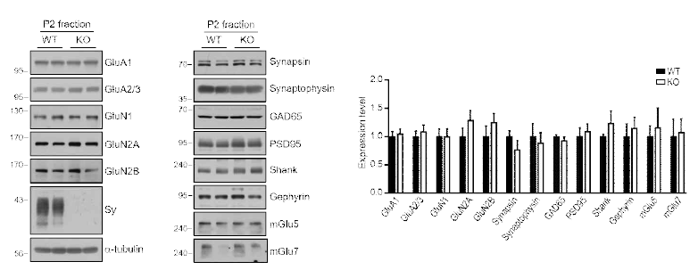 Sy에 의해 시냅스 관련 단백질이 조절되지는 않음. Sy KO 해마 조직 P2 fraction에서 시냅스 기능 및 구조를 조절하는 여러 종류의 단백 발현에 변화가 관찰되지 않음
