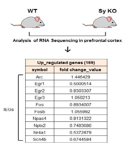 RNAseq 결과 Sy knockout 마우스 전전두엽 피질에서 증가한 유전자 리스트. IEG 유전자 그룹이 큰 폭으로 변화함