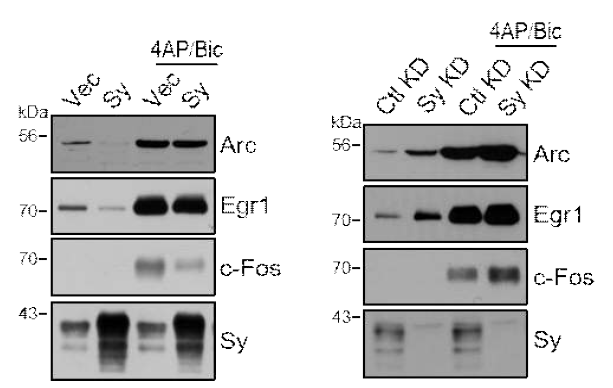 배양 신경 세포에서 Sy에 의해 IEGs가 조절됨을 확인. 4AP/bicuculline 처리에 의한 신경네트워크 활성화 조건에서도 Sy가 IEG를 변화시킴을 확인