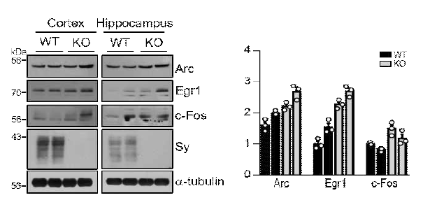 Sy KO 마우스 뇌 조직, 해마와 대뇌 피질에서 각각 IEGs 단백 발현 증가를 확인함