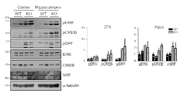 Sy KO 마우스 조직에서 Sy의 downstream 단백으로 ERK/CREB/SRF의 인산화 증가로 활성화됨을 확인. 이들은 핵 안으로 translocation되어 여러 단백의 전사를 조절하는 전사인자로 역할을 함