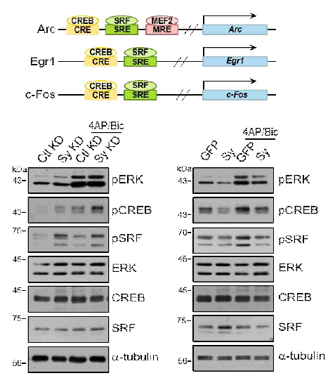 배양된 신경세포에서 바이러스를 이용한 Sy knockdown이나 overexpression에 의해 전사인자들이 조절됨을 확인. 신경네트워크 활성화 조건에서도 KO 마우스 데이타와 일치하는 결과