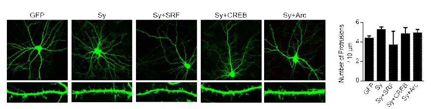 SRF를 보충함에 의해 Sy 과발현으로 인한 수상 돌기 spine 수 이상을 회복함을 확인