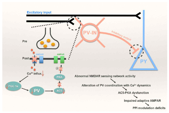PV-발현 억제성 신경세포의 시냅스 가소성을 조절하는 기전에 대한 모식도