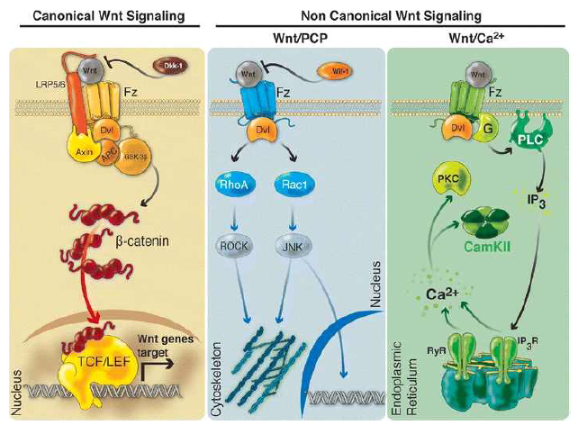 Wnt 신호 작용에 의해 일어나는 다양한 세포 내 반응 Lambert et al., Molecular Neurobiology 53, 2297-2311 (2016)