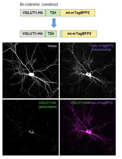 Bi-cistronic construct를 이용한 presynapse와 미토콘드리아 표지