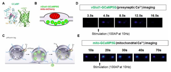 Genetically-encoded probe들을 사용한 칼슘 및 presynapse 기능 관찰 방법