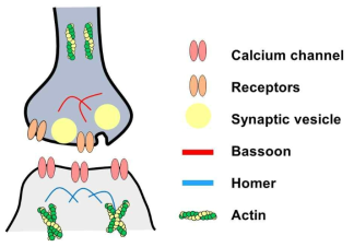 시냅스에서 actin, homer, bassoon의 위치