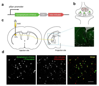 presynapse와 마이토콘드리아를 같이 표지할 수 있는 바이러스 제작 및 실제 striatum에 주입하여 globus pallidus에 target된 전시냅스 및 미토콘드리아를 관찰한 이미지