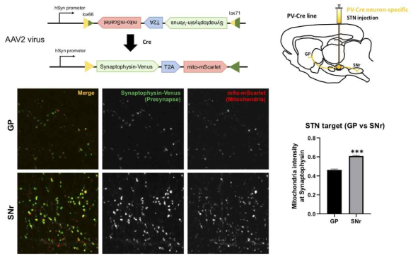 기저핵의 시상하핵부분에 미토콘드리아와 presynapse 표지 바이러스를 주입하여 회로에 따른 분포를 비교한 그림