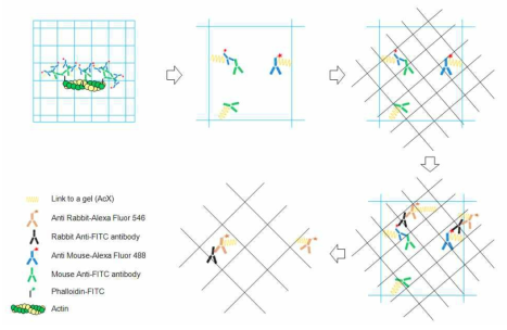 Phalloidin과 팽창 현미경의 결합 후 2번째 하이드로젤에 위치 정보를 DNA를 사용하지 않고 항체만을 이용하여 iExM 기술을 적용하는 방법